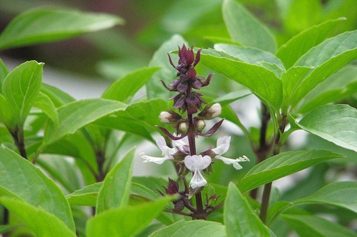 Loai rau duoc vi nhu “vua cua rau thom”, nhieu loi ich suc khoe-Hinh-3