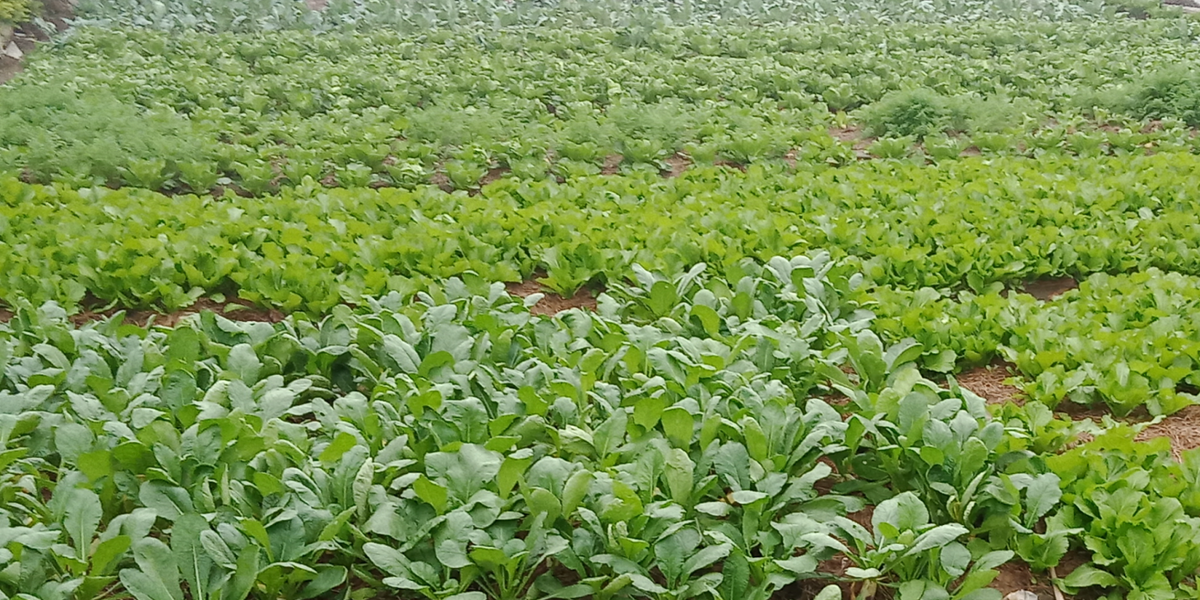 Sau lễ cưới, Nay Y Tá về nhà vợ ở rể. Đôi vợ chồng trẻ được ông Ya Tạo và bà Ka Nhàu tạo mọi điều kiện để làm ăn sinh sống. Hàng ngày chị Ma Huyền đi dạy học, buổi được nghỉ thì ở nhà phụ chồng trồng rau, cắt cỏ nuôi bò. Họ cũng đã có với nhau hai người con, một cháu gái 3 tuổi và 1 con trai 17 tháng tuổi. Cuộc sống không giàu có nhưng cũng không đến nỗi thiếu thốn. (Ảnh minh họa, nguồn Internet) 