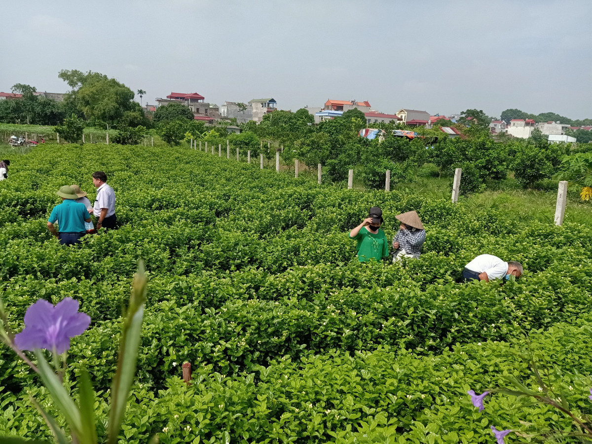 Nu giam doc Tran Thi Thuan: Thanh cong tu… ban tam dao-Hinh-4