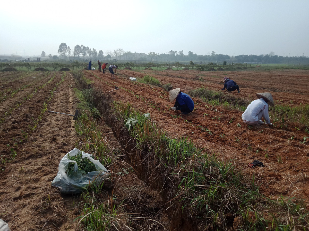 Nu giam doc Tran Thi Thuan: Thanh cong tu… ban tam dao-Hinh-3