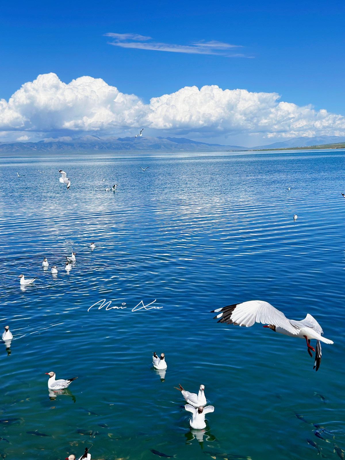 Ở Cam Túc, Mai khám phá các địa danh: Ðôn Hoàng, núi cầu vồng Ðan Hà. Còn đến Thanh Hải, Mai dành thời gian lang thang ở hồ Thanh Hải, cánh đồng hoa cải vàng trải dài hàng chục km ở huyện Môn Nguyên và huyện Mã Ða, nơi khởi nguồn của con sông Hoàng Hà. Bầu trời trong xanh, mặt nước hồ yên ả là điểm nhấn của Thanh Hải trong những ngày hè.