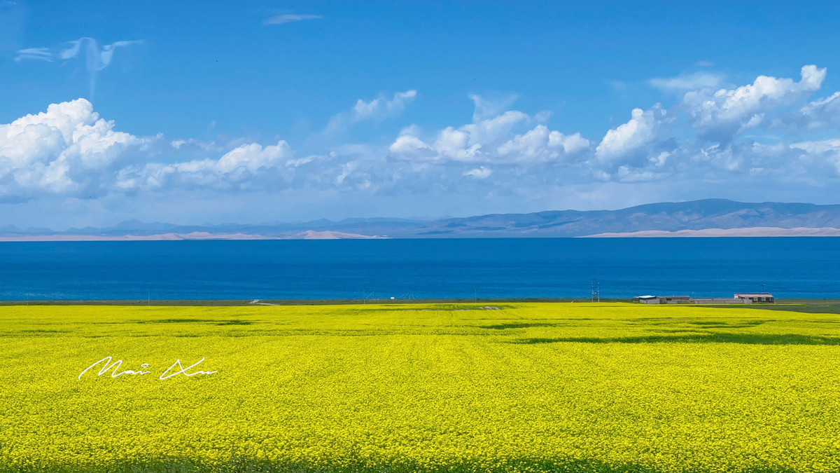 Cánh đồng hoa cải vàng trải dài bất tận ở Thanh Hải. Thời điểm lý tưởng để tham quan chốn thần tiên này là khoảng giữa tháng 7. Đây cũng là lúc cánh đồng hoa cải vàng nở rộ kết hợp với hồ nước xanh và bầu trời trong trẻo tạo nên một cảnh tượng đẹp đáng kinh ngạc.