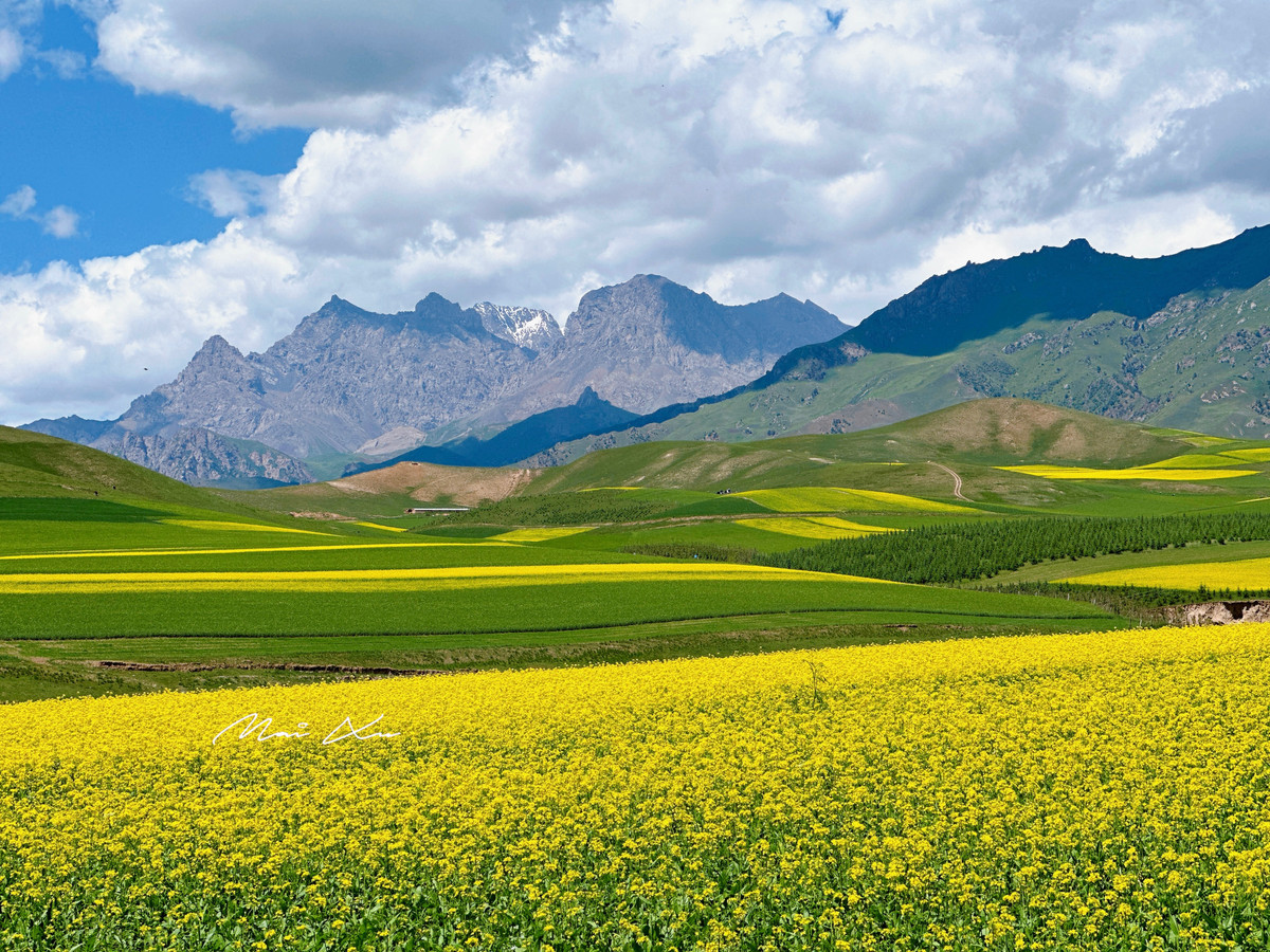 Những cánh đồng hoa cải vàng, xen lẫn đồng cỏ xanh mát, cùng những dãy núi trùng trùng điệp điệp mang lại cảm giác yên ả, thảnh thơi. Lý giải về việc tại sao ở đây trồng nhiều hoa cải, người dân nơi này cho hay, điều kiện thời tiết rất thuận lợi cho cây hoa phát triển. Những cánh đồng cải ở đây chiết lấy dầu đủ để cung cấp cho tỉnh Thanh Hải nói riêng và khu vực Tây Bắc Trung Quốc nói chung. Dần dần, cánh đồng hoa cải ngày càng được mở rộng nhằm thu hút lượng lớn khách du lịch đến với hồ Thanh Hải mỗi năm.