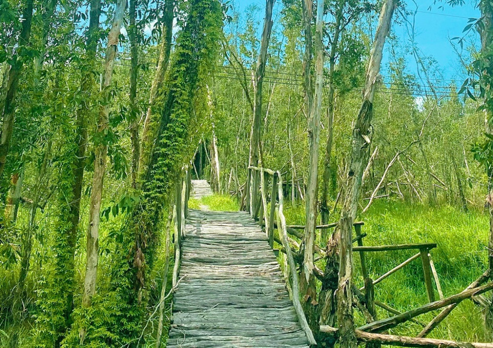 Check-in làng nổi Tân Lập với rừng tràm xanh mát bên dòng kênh - Hình 2 Check-in lang noi Tan Lap voi rung tram xanh mat ben dong kenh-Hinh-2