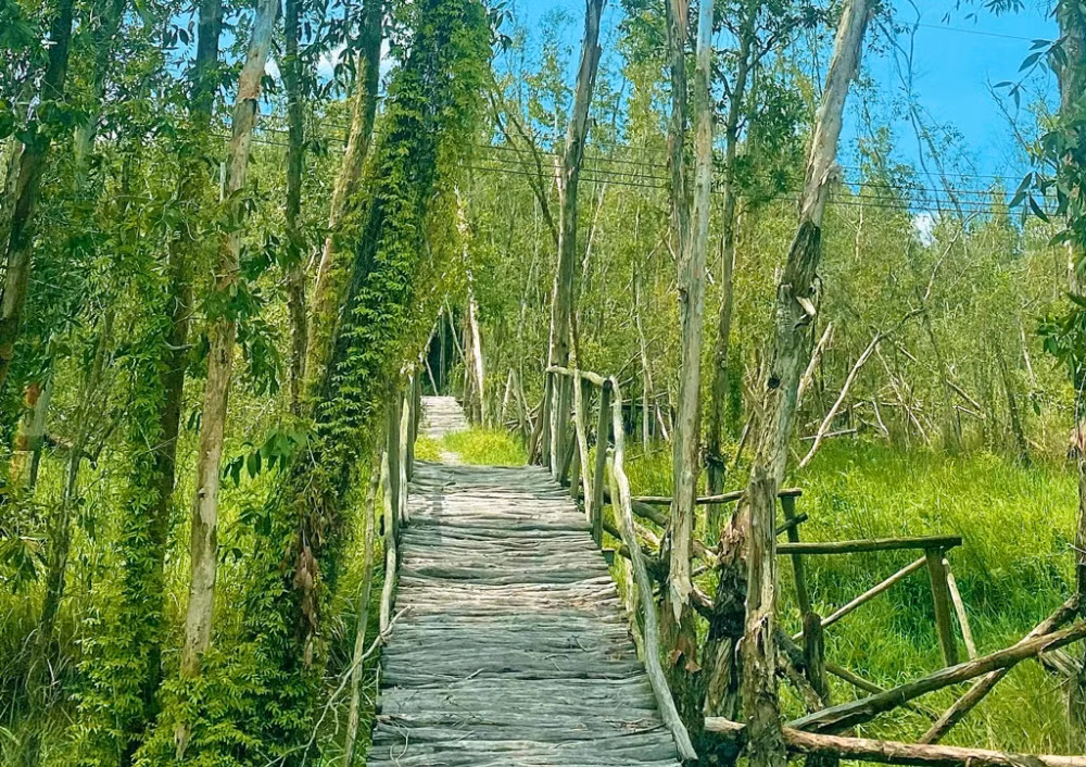 Check-in lang noi Tan Lap voi rung tram xanh mat ben dong kenh-Hinh-2