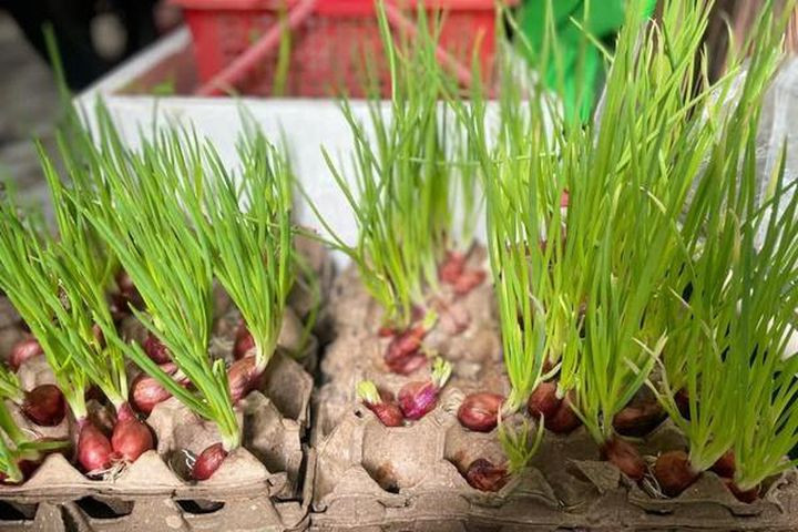 Trồng hành tại nhà cũng là trend mạng xã hội thu hút nhiều chị em nội trợ tham gia trong mùa dịch.