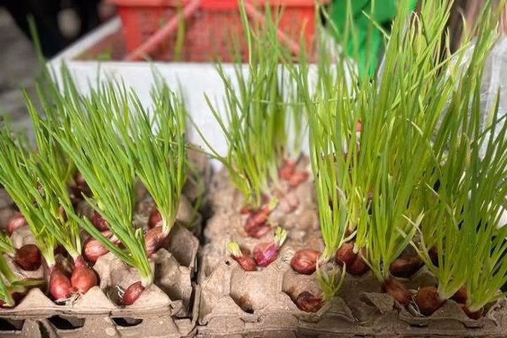 Trồng hành tại nhà cũng là trend mạng xã hội thu hút nhiều chị em nội trợ tham gia trong mùa dịch.