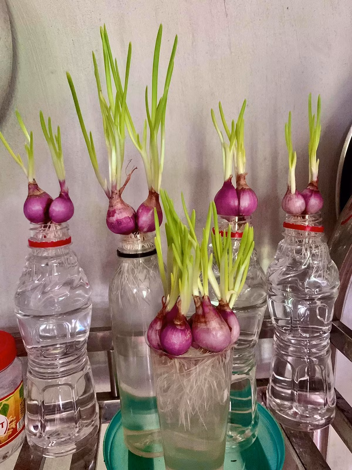 Từ những chai lọ để không, chị em đã nghĩ ra cách trồng hành ngay tại chỗ vừa giết thời gian, lại phục vụ việc nấu nướng về sau.
