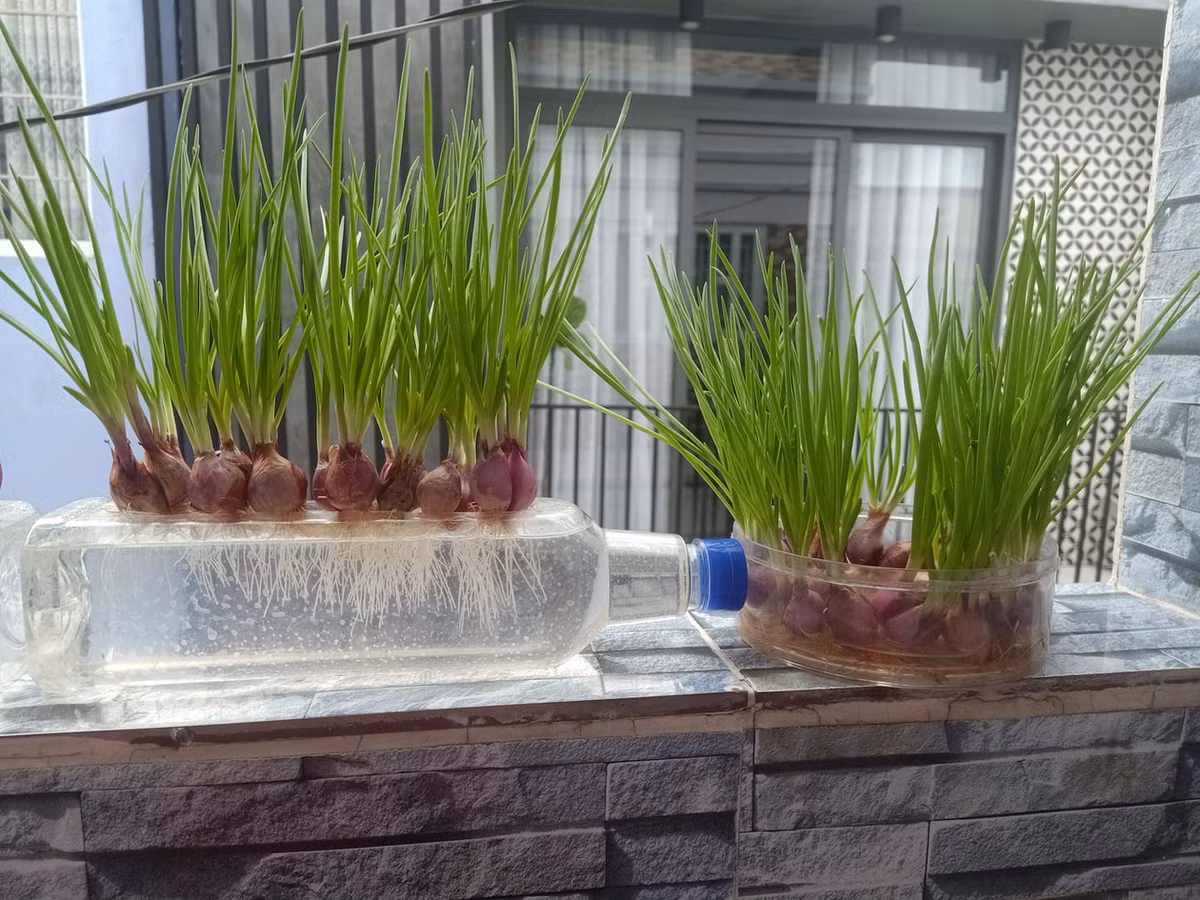 Ở nhà chống dịch nên nhiều người hạn chế ra đường, đi chợ nhưng nhiều khí thiếu củ hành, mớ rau thơm thật bí bách. Vậy nên chị em đua nhau trồng hành lá, vừa vui, đã mắt lại tiện... ăn.