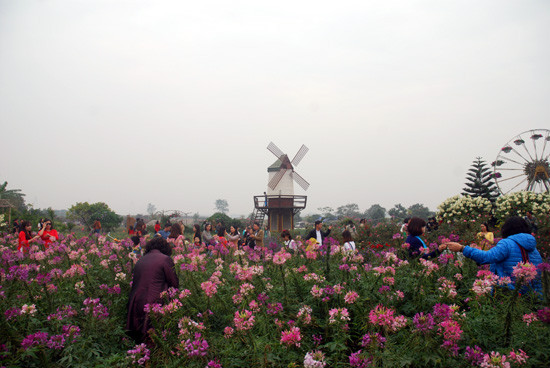 Vườn hoa bãi đá sông Hồng cũng là điểm đến quen thuộc của những người yêu chụp ảnh ở Hà Nội, đặc biệt là chụp ảnh Tết.