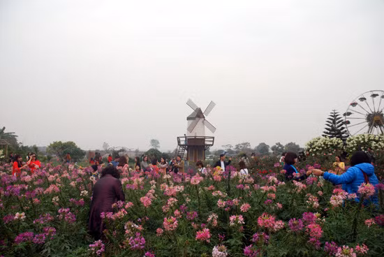 Vườn hoa bãi đá sông Hồng cũng là điểm đến quen thuộc của những người yêu chụp ảnh ở Hà Nội, đặc biệt là chụp ảnh Tết.