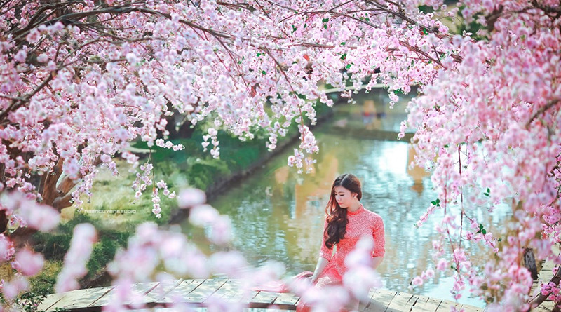 Vào thời điểm giáp Tết, rất nhiều loài hoa đua nhau khoe sắc như bách nhật, cải vàng, hồng leo, cúc, đồng tiền, mào gà, quất… và đương nhiên không thể thiếu hoa đào.