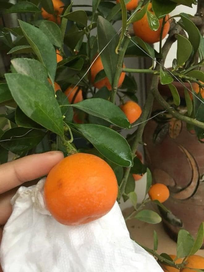 Đây là tôi khi được mẹ truyền lệnh ''dọn kỹ vào con ơi''!