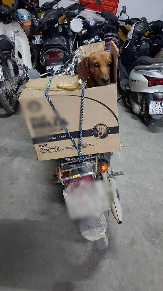 Có vẻ chú chó này rất hạnh phúc với chỗ ngồi của mình.