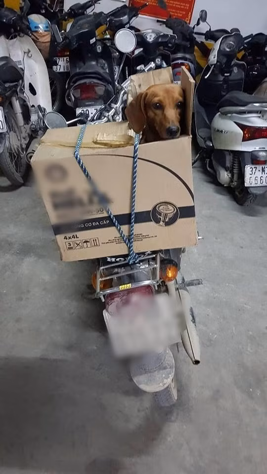 Có vẻ chú chó này rất hạnh phúc với chỗ ngồi của mình.