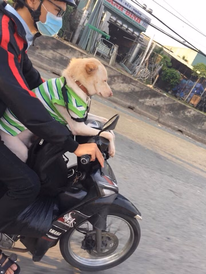 Vào những ngày giáp Tết, hình ảnh về hành trình boss về quê ăn Tết xuất hiện khá nhiều trên MXH và gây chú ý.