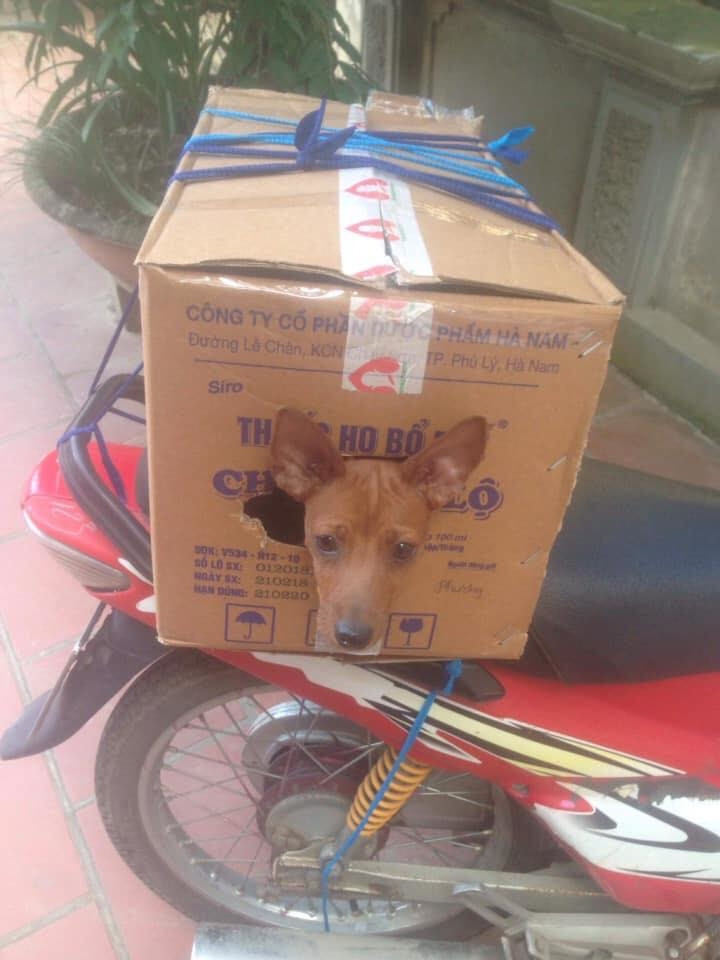 Vừa được ngắm cảnh trời, vừa an toàn không sợ rớt.