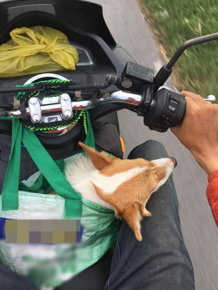 Ngoài mua bánh kẹo, đặc sản về cho người thân thì có không ít người lại phải mang theo các "boss" chó mèo cùng đồng hành.