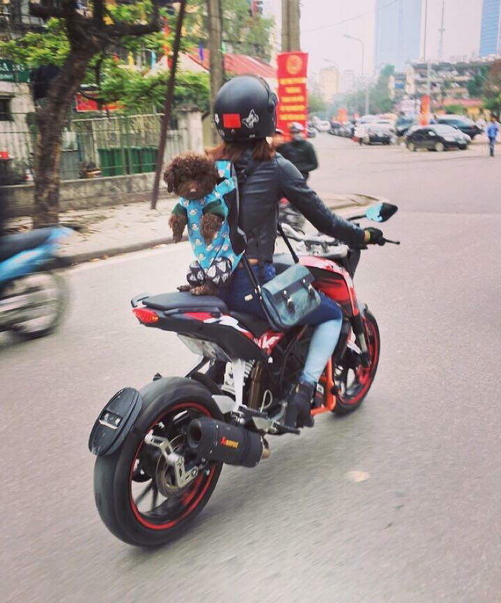 Đưa boss về quê ăn Tết là cả một quá trình tính toán khó nhằng, kể cả sen di chuyển bằng xe máy, xe khách hay máy bay, nhưng để lại thành phố một mình thì lại chẳng đành.