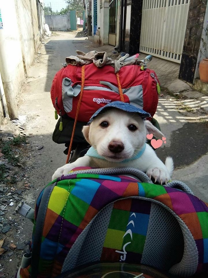 Từ đó xuất hiện 1001 kiểu sáng tạo cực hài hước nhưng cũng vô cùng đáng yêu của sen để mang boss về nhà, khiến bất cứ ai cũng phải phì cười.