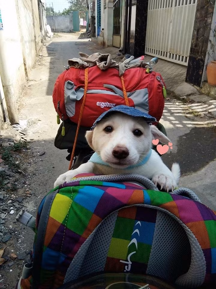 Từ đó xuất hiện 1001 kiểu sáng tạo cực hài hước nhưng cũng vô cùng đáng yêu của sen để mang boss về nhà, khiến bất cứ ai cũng phải phì cười.