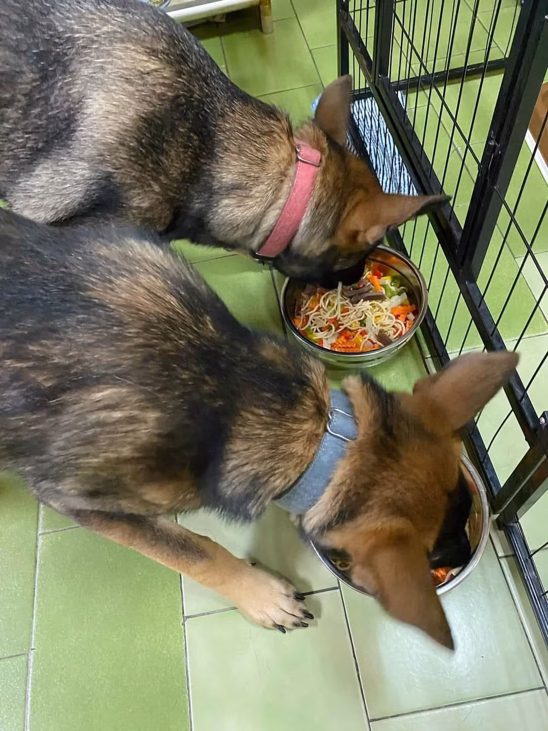 Khác hẳn với đồ ăn thông thường dành cho "đại boss", bữa cơm của hai chú chó này với đầy đủ thành phẩm ngon mắt, được chế biến cầu kỳ như tay nghề của đầu bếp 5 sao.