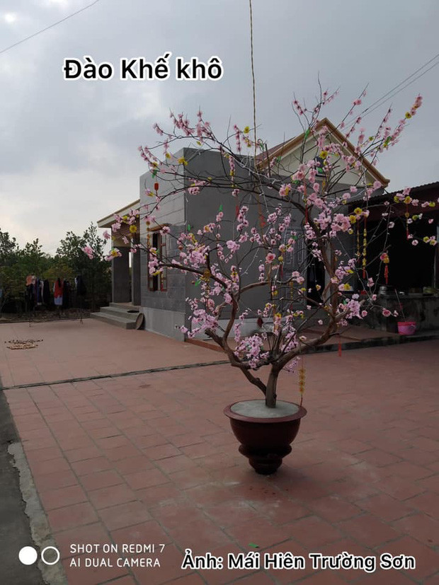 Gốc khế gắn hoa đào rồi đổ bê tông, chắc định chơi Tết thêm chục năm nữa. Ảnh: Mái Hiên Trường Sơn