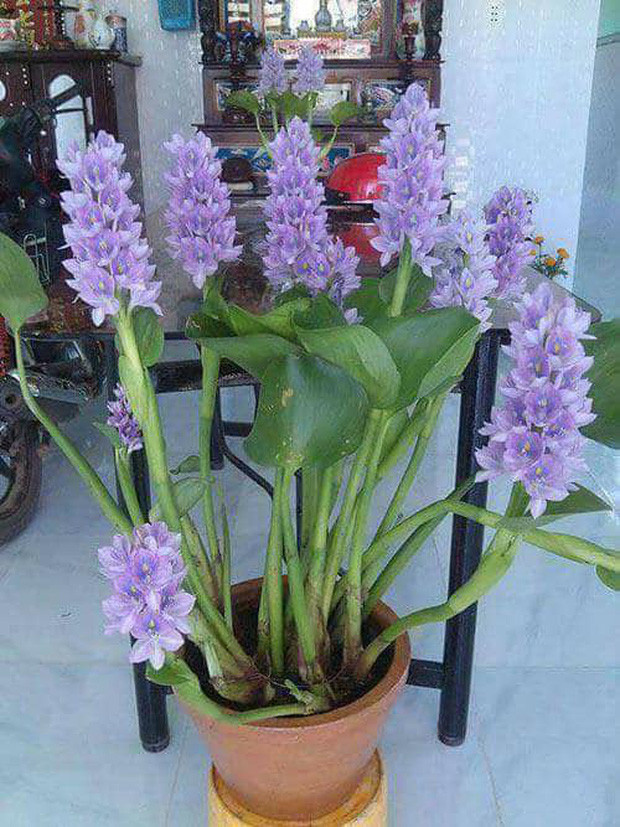 Nhìn lung linh quá nhưng thực chất là hoa bèo. Ảnh: Facebook