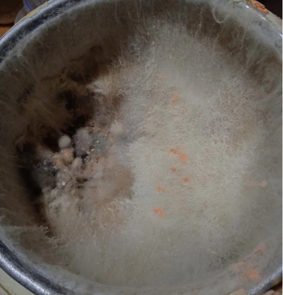 Sau khi hoàn thành thời gian cách ly, khi trở về nhà chàng trai này nhanh chóng kiểm tra nồi cơm điện và cảnh tượng kinh hoàng bên trong xuất hiện. Cả nồi bị bao phủ bởi lớp mốc trắng, có cả mốc xanh, vàng làm ai xem cũng phải hãi hùng.