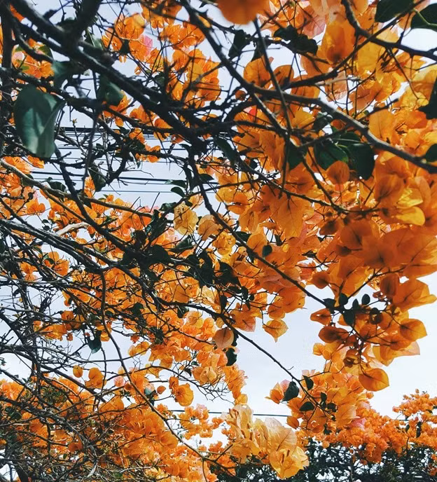 Cơ cũng có tay nghề chụp ảnh rất tốt cùng vốn ngoại ngữ tuyệt vời. Vậy nên đi bất cứ nơi đâu Hào và Cơ đều có thể thoải mái tận hưởng cảnh đẹp mà không sợ bị lạc.