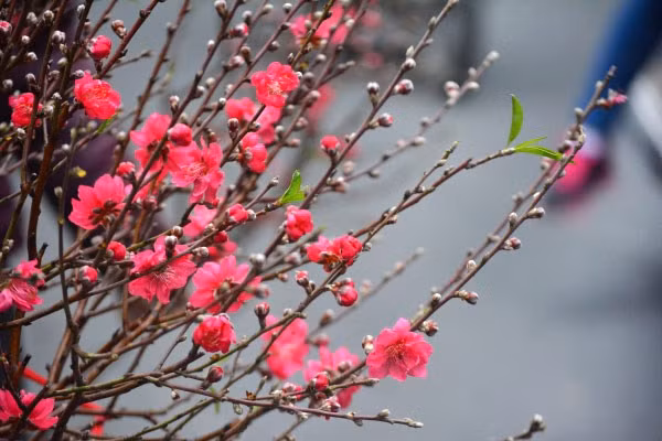 Chọn đào theo không gian nhà là điểm đầu tiên cần chú ý. Theo anh Lâm (một người trồng đào lâu năm tại làng Phú Thượng, Hà Nội): "Đào phai sẽ tạo cảm giác sáng, nhẹ nhàng, do đó, chúng hợp với không gian phòng nhỏ, tường đèn tuýp. Trong khi đó, bích đào, hợp với không gian rộng, thoáng vì màu đỏ ấm của chúng tạo cảm giác ấm cúng. Nếu nhà chật, muốn mua bích đào thì nên chọn cành có tỉ lệ cân đối, cành không quá to".