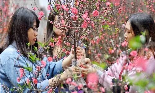 Thị trường đào Tết 2016 năm nay đa chủng loại từ đào phai, đào bích đến bạch đào, với dạng cành cắm lọ, chậu cảnh, đào thế ... "hét" giá khác nhau, thậm chí có những loại "đội giá lên trời" khiến người mua bối rối chọn loại nào "chuẩn" vừa tiết kiệm chi phí lại làm đẹp căn nhà những ngày Tết đến, xuân về. Chọn đào Tết, chuyện khó nhưng cũng dễ dàng hơn với vài gợi ý dưới đây.