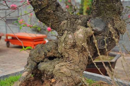 Ông Trung (Nhật Tân - Tây Hồ), một người có 40 năm kinh nghiệm trồng đào cho biết: muốn chơi đào thế với hoa lâu tàn và nhiều lộc thì chọn đào hạt, còn muốn chơi đào thế với hoa đẹp thì chọn đào phai và đào bích.