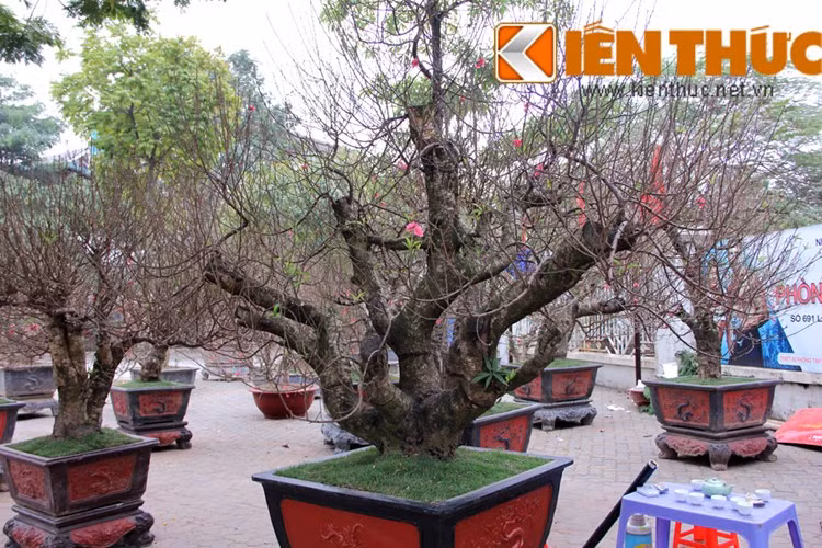 Tùy địa điểm đặt chậu đào thế, có thể cân nhắc chọn dáng đào cho phù hợp. Phòng rộng và cao nên mua cây đào thế to, dáng trực, phòng thấp hợp với đào thế đứng dáng hoành, long giáng.... Nếu đặt ở hiên nhà hoặc sảnh rộng, sân vườn thoáng các dáng cây cao, to có thế ngũ phúc, huynh đệ, phu thê, quần tụ... là gợi ý không tồi.