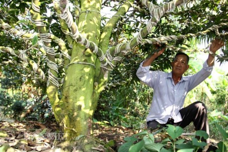 Làng mai vàng Phước Định (Vĩnh Long) hiện có khoảng 550 cây mai vàng cổ thụ trên 100 năm tuổi đang chờ bán chơi Tết. Mai vàng trên 100 năm tuổi tại đây được định giá từ 100 triệu đến cả tỷ đồng. Ảnh: Dân Việt.