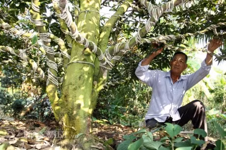 Làng mai vàng Phước Định (Vĩnh Long) hiện có khoảng 550 cây mai vàng cổ thụ trên 100 năm tuổi đang chờ bán chơi Tết. Mai vàng trên 100 năm tuổi tại đây được định giá từ 100 triệu đến cả tỷ đồng. Ảnh: Dân Việt.