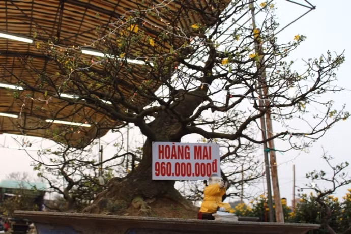 Cây hoàng mai thế “thác đổ” độc đáo được nhà vườn rao giá gần tỷ đồng. Với người chơi, mai cảnh "chất" phải đạt được các độ "cổ, kỳ, mỹ", dáng dấp đẹp và toát lên thần thái. Ảnh: Báo Giao thông.