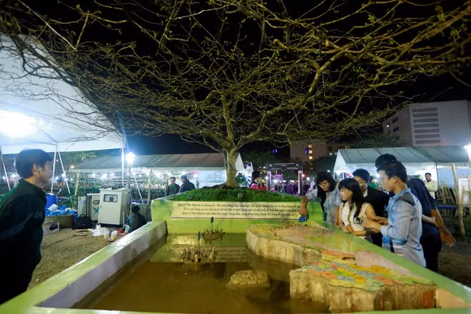 Cây mai hơn 70 tuổi với hình bản đồ Việt Nam và 2 quần đảo Hoàng Sa, Trường Sa được nhà vườn Hiệp Lâm định giá 1 tỷ đồng. Sự đặc biệt của dáng mai đã thu hút không ít người đến chiêm ngưỡng. Ảnh: Zing.