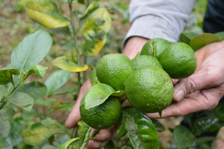 Sở dĩ chanh tứ quý "hái ra tiền" vì chúng cho quả to, thơm, không có hạt và nhiều nước. Cây có thể cho quả bốn mùa. Đặc biệt vào dịp tết Nguyên Đán, cây có nhiều quả, quả chín vàng cam còn được tìm mua chơi cây cảnh.