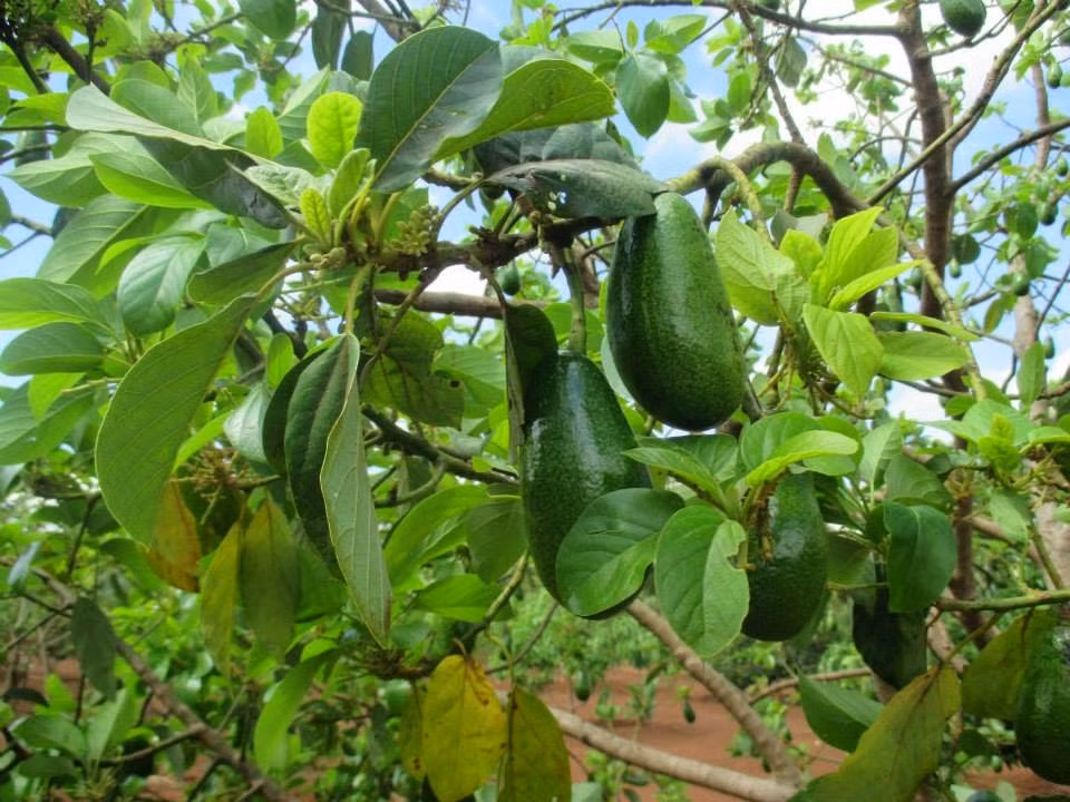 Trong khi các loại bơ khác chỉ cho thu hoạch 1 vụ hoặc vào thời điểm nhất định trong năm thì loại bơ tứ quý rải vụ mang lại giá trị kinh tế cao vì giá bán thường cao gấp từ 3-7 lần so với chính vụ.