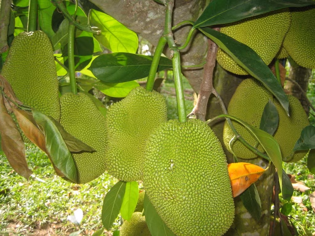 Sở dĩ loại mít tứ quý được ưa chuộng vì quả nhiều múi, ít xơ, cơm dày giòn và ngọt. Cây có thể cho quả quanh năm.