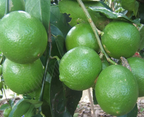 Ngoài ra, việc trồng giống chanh tứ quý thuận lợi so với nhiều loại cây canh tác khác vì chúng kháng sâu bệnh khá tốt. Chanh có thể trồng trên nhiều loại đất khác nhau, nhưng tốt nhất là đất thịt tơi xốp và nhiều mùn. Độ pH thích hợp từ 5 – 8.