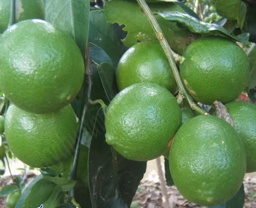 Ngoài ra, việc trồng giống chanh tứ quý thuận lợi so với nhiều loại cây canh tác khác vì chúng kháng sâu bệnh khá tốt. Chanh có thể trồng trên nhiều loại đất khác nhau, nhưng tốt nhất là đất thịt tơi xốp và nhiều mùn. Độ pH thích hợp từ 5 – 8.