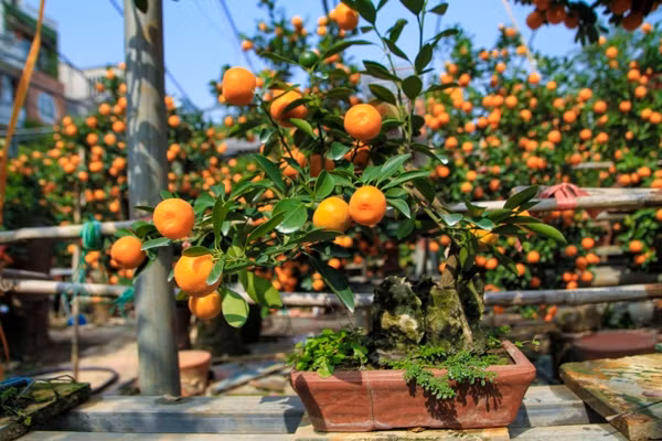 Theo âm hán của từ “quất” gần giống âm của từ “cát”, cây quất thường được chọn để tranh trí trong nhà vào ngày Tết. Những cây lá xanh tốt, quả vàng đều, sai quả tượng trưng cho một năm ăn nên làm ra, dồi dào sức sống. Do đó, mỗi khi Tết đến xuân về, nhà nhà đều bài trí cây quất với hy vọng mang lại niềm vui và may mắn cả năm cho gia đình.