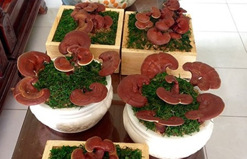 Linh chi bonsai là thú chơi mới nổi trong vài năm gần đây. Trung bình mỗi chậu có giá từ 500.000 đồng đến cả chục triệu đồng tùy độ phức tạp khi cắt ghép, số lượng cành, thế cây.