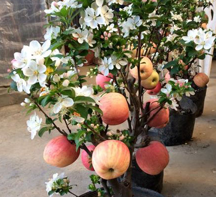 Giá mỗi chậu cảnh dạng này dao động từ 3-5 triệu đồng. Ảnh: Zing.