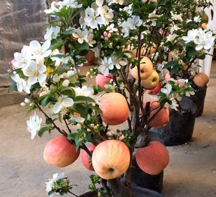 Loat bonsai choi Tet sieu doc la nha giau lung mua-Hinh-2