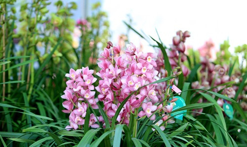 Theo kinh nghiệm của người trồng hoa địa lan, những cây đẹp phải đảm bảo hoa cao vượt trên lá, hoa to và có sắc, hoa lâu tàn, hương thơm dịu nhẹ trong không khí, lá cây mềm mại, dò hoa vươn lên uyển chuyển, ưa nhìn.