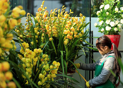 Khi mua địa lan, người mua nên chọn cây có bẹ lớn, lá mướt. Nếu chậu trồng có cỏ xanh, rêu mọc là tốt, chứng tỏ địa lan đã vào chậu được một thời gian khá dài, như vậy rễ cây đã bám sâu, cây sẽ có sức sống bền bỉ hơn - chủ cửa hàng hoa địa lan tại chợ Quảng Bá (Hà Nội) chia sẻ kinh nghiệm.