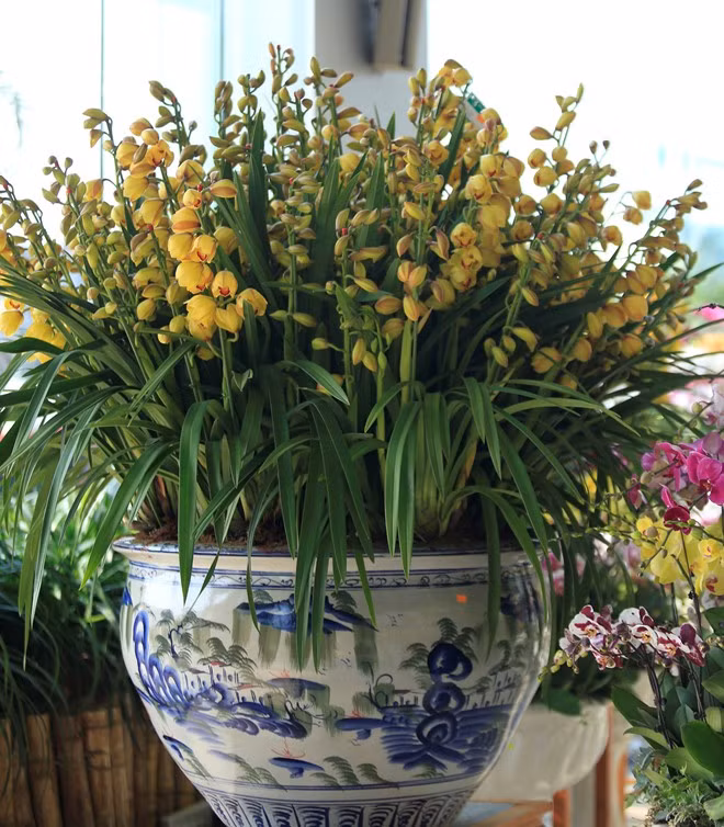 Những chậu địa lan "khủng" sẽ phù hợp với không gian rộng như phòng khách, hiên nhà, tiền sảnh. Với những căn hộ nhỏ nhắn, khách hàng có thể chọn chậu lan có kích thước vừa phải, gam màu như vàng, hồng phớt sẽ khiến không gian sáng hơn.